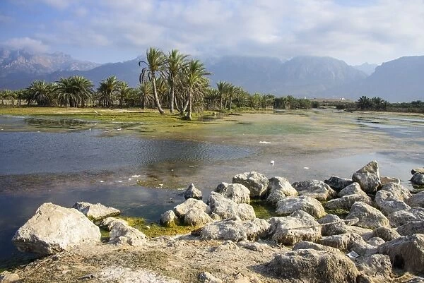 Swamps outside of Hadibo, capital of the island of Socotra, UNESCO World Heritage Site, Yemen, Middle East