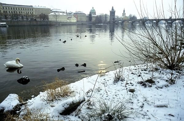 Swans and ducks on the Vltava River on a winter morning, the Krizovnicke Monastery