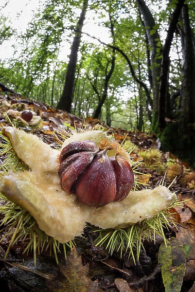 Sweet Chestnut (Castanea sativa) open fruits, amongst leaf litter on woodland floor, United Kingdom, Europe