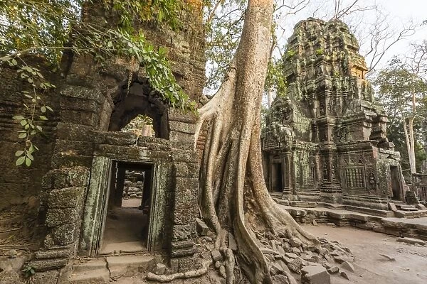 Ta Prohm Temple, being destroyed by jungle growth, Angkor, UNESCO World Heritage Site, Cambodia, Indochina, Southeast Asia, Asia