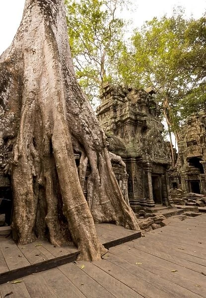 Temple of Ta Prohm, Angkor, UNESCO World Heritage Site, Siem Reap, Cambodia, Indochina, Southeast Asia, Asia