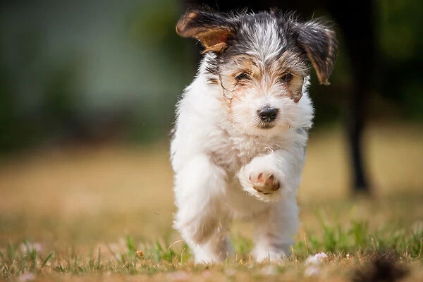 Terrier puppy running, United Kingdom, Europe