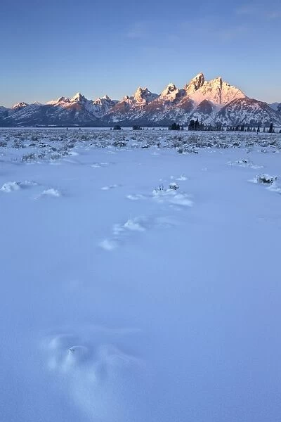 The Teton Range at first light after a fresh snow, Grand Teton National Park, Wyoming, United States of America, North America
