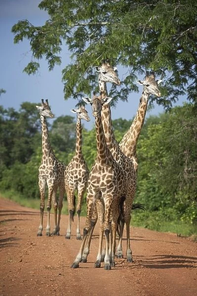 Thornicrofts giraffe (Giraffa camelopardalis thornicrofti), South Luangwa National Park