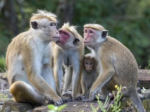 A Toque macaque (Macaca sinica) troop in Polonnaruwa, Sri Lanka, Asia
