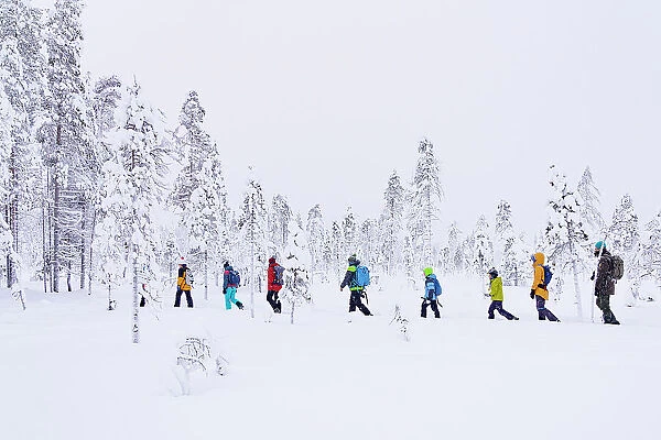 Tourists enjoying walking in the snowy forest, Iso Syote, Northern Ostrobothnia, Lapland, Finland, Europe