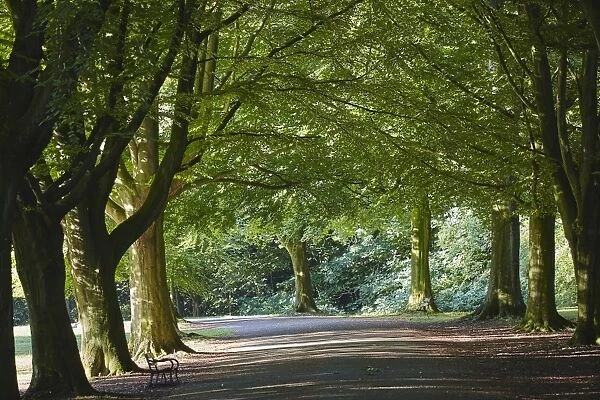 A tree-lined avenue in Clifton, Bristol, England, United Kingdom, Europe