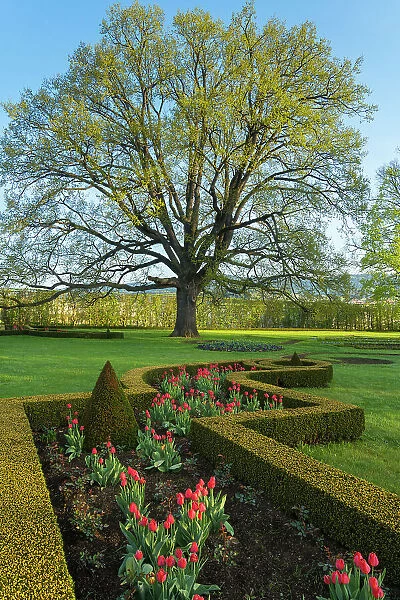 Tree and tulips in the Castle Garden (Zamecky park), Cesky Krumlov, Czech Republic (Czechia), Europe
