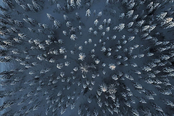 Trees covered with snow in the frozen forest from above, aerial view, Lapland, Finland, Europe