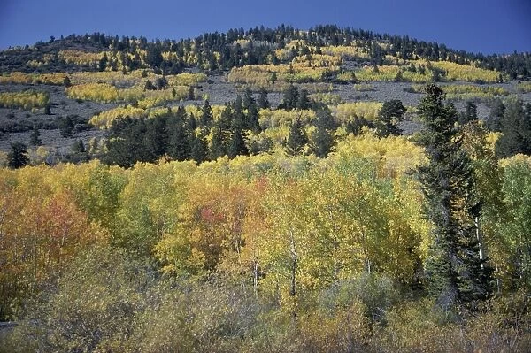 Trees in golden fall colours in the Fishlake National Forest