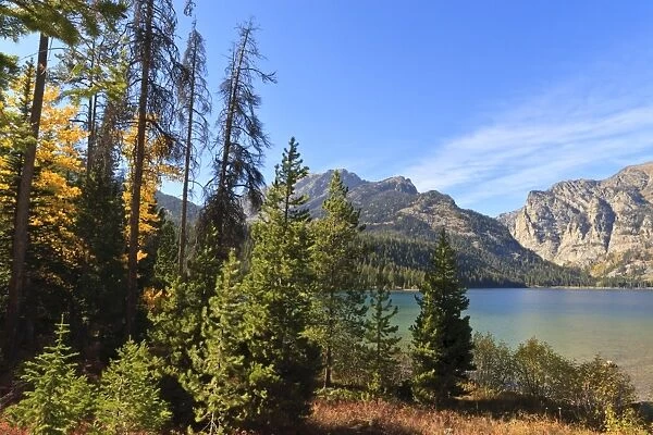 Trees at Phelps Lake in autumn (fall), Grand Teton National Park, Wyoming, United States of America, North America