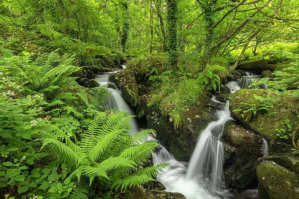Tumbling waterfalls on a fast flowing stream through a verdant fern carpeted woodland, Dartmoor National Park, Devon, England, United Kingdom, Europe