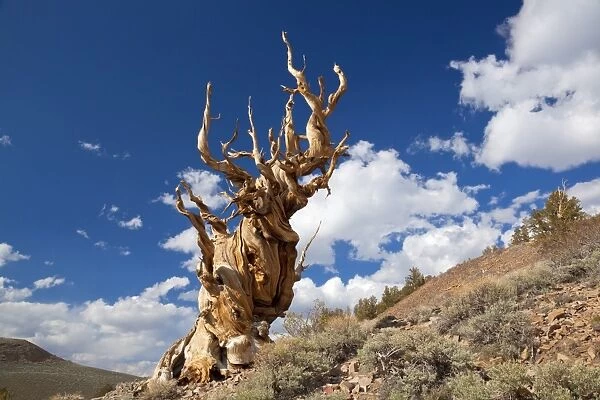 A twisted very old Bristlecone Pine (Pinus longaeva), on sage brush covered slopes of dolomite limestone, in the Ancient Bristlecone Pine Forest Park, Inyo National Forest, Bishop, California, United States of America