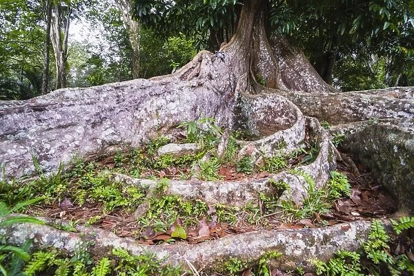 Twisted roots of an old tree at Kandy Royal Botanical Gardens, Peradeniya, Kandy, Sri Lanka, Asia