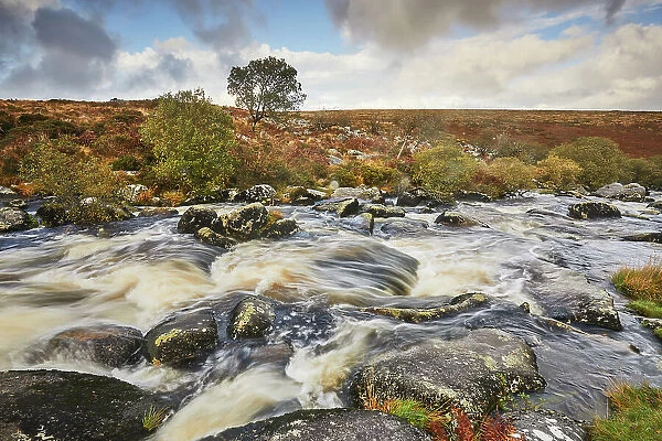 The upper River Teign in autumn, flowing across Gidleigh Common, near Chagford, Dartmoor National Park, Devon, England, United Kingdom, Europe