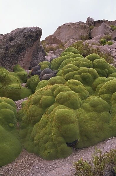 Vareta (Llareta) plant, Lauca National Park, Chile, South America