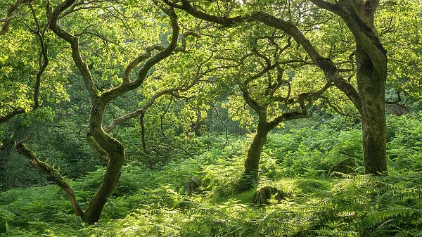 Verdant deciduous woodland in summertime, Dartmoor National Park, Devon, England, United Kingdom, Europe