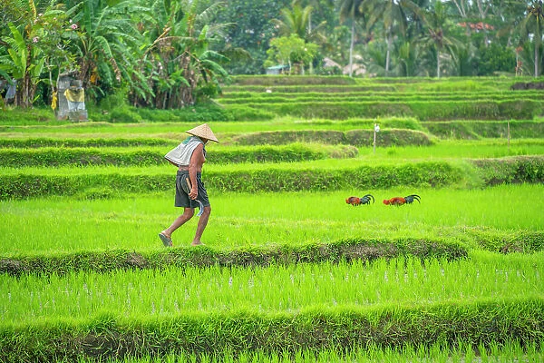 View of worker in rice fields near Ubud, Ubud, Kabupaten Gianyar, Bali, Indonesia, South East Asia, Asia