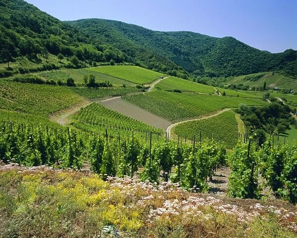 Vineyard near Ahrweiler