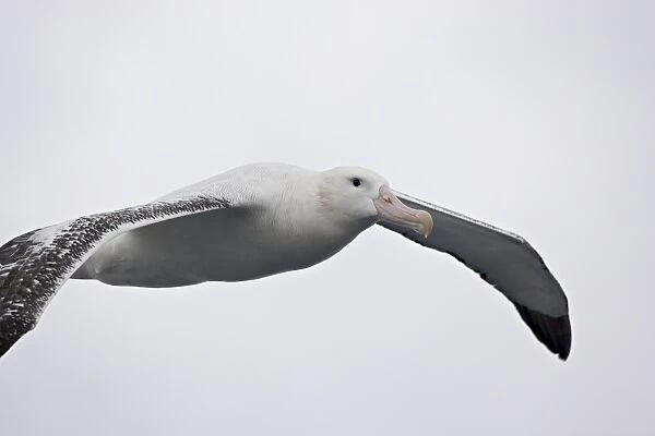 Wandering albatross (Diomedea exulans) soaring
