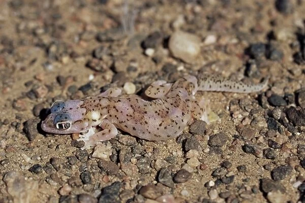 Web-footed gecko (Palmotogecko rangei)