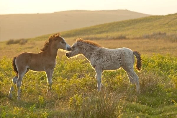 Welsh foals on the Mynydd Epynt moorland, Powys, Wales, United Kingdom, Europe