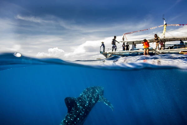 Whale shark (Rhincodon typus) beneath a banca tour boat in Honda Bay, Palawan, The