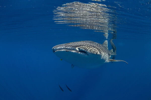 Whale shark (Rhincodon typus) swimming beneath the surface in Honda Bay, Palawan