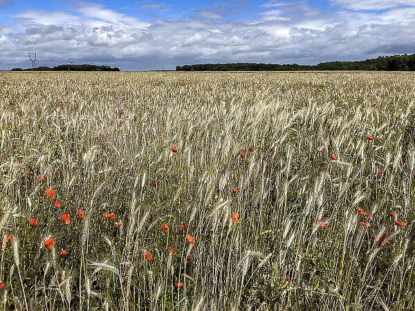 Wheat field with poppies in Eure, Normandy, France, Europe