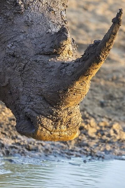 White rhino (Ceratotherium simum) with muddy face, Mkhuze game reserve, KwaZulu-Natal