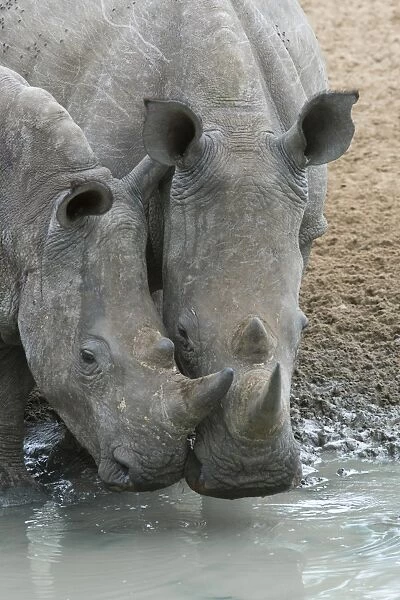White rhinos (Ceratotherium simum) drinking, Mkhuze game reserve, KwaZulu-Natal, South Africa