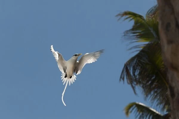 White-tailed tropicbird (Phaethon lepturus), Fregate Island, Seychelles, Indian Ocean, Africa