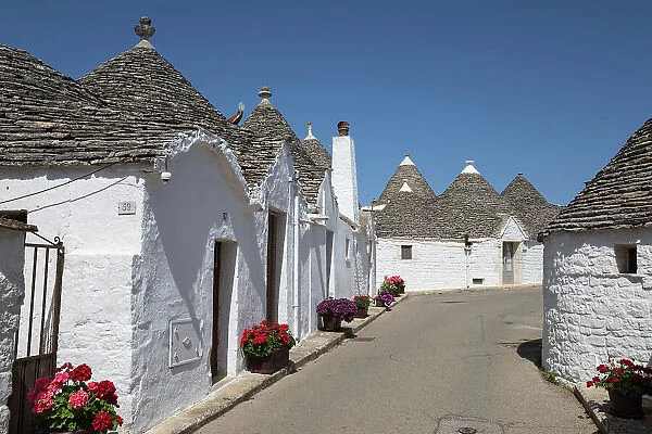 Whitewashed trulli houses along street in the old town, Alberobello, UNESCO World Heritage Site, Puglia, Italy, Europe