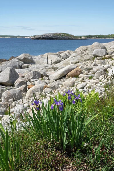 Wild Iris flowers on the rocky coastline by the Atlantic Ocean, Dr. Bill Freedman Nature Preserve, Nature Conservancy of Canada, Nova Scotia, Canada, North America