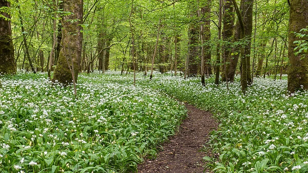 A winding footpath in the garlic woods near Lennox Castle in Lennoxtown