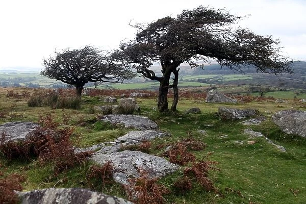 Two windswept trees, near Hexworthy, Dartmoor, Devon, England, United Kingdom, Europe