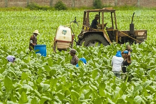 Workers and tractor in field of tobacco plants in an important growing region in the north west, Condega, Nicaragua, Central America