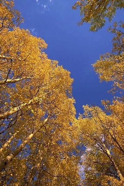 Yellow aspens in the fall