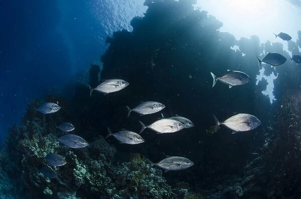 Yellow-dotted trevally (Carangoides fulvoguttatus) shoal, Ras Mohammed National Park, Red Sea, Egypt, North Africa, Africa