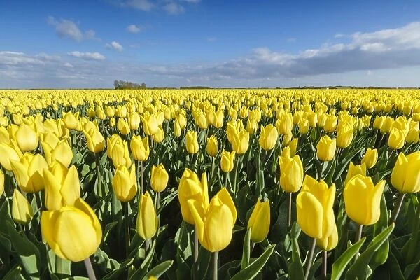 Yellow tulips in a field, Yersekendam, Zeeland province, Netherlands, Europe