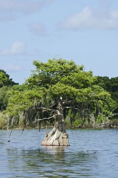 Young cyprus tree, Everglades, UNESCO World Heritage Site, Florida, United States of America, North America