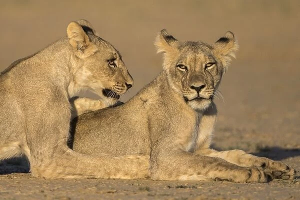 Young lions (Panthera leo), Kgalagadi Transfrontier Park, Northern Cape, South Africa