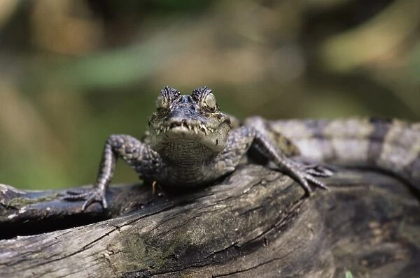 Young spectacled caiman (Caiman crocodilus) in captivity