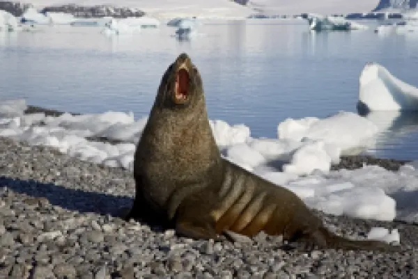 Buy Antarctic fur seal (Arctocephalus gazella) yawning on the beach, Paulete Island, Antarctic Peninsula, Antarctica, Polar