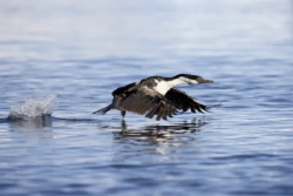 Buy Blue-eyed shag or blue-eyed cormorant or Antarctic cormorant (Phalacrocorax atriceps) taking off from the water, Paulete Island, Antarctic Peninsula, Antarctica, Polar