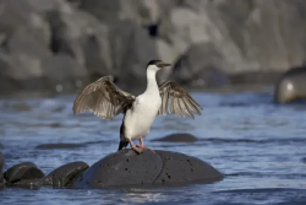 Buy Blue-eyed shag or blue-eyed cormorant or Antarctic cormorant (Phalacrocorax atriceps) drying its wings, Paulete Island, Antarctic Peninsula, Antarctica, Polar