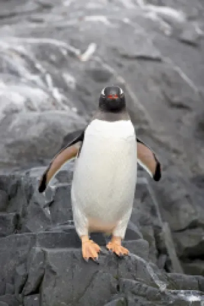 Buy Gentoo penguin (Pygoscelis papua), Port Lockroy, Wiencke Island, Antarctic Peninsula, Antarctica, Polar