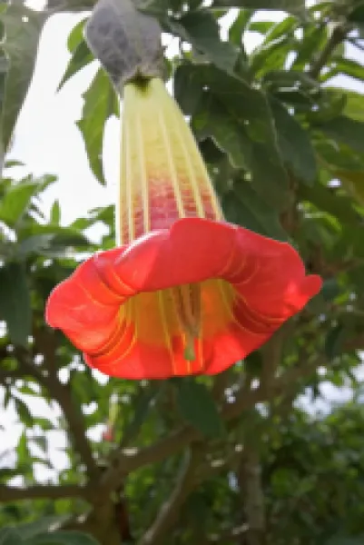 Buy Brugmansia (Saguinea) shrub, also known as datura, a common sight in South America, Ingapirca, Canar Province, Southern Highlands, Ecuador, South