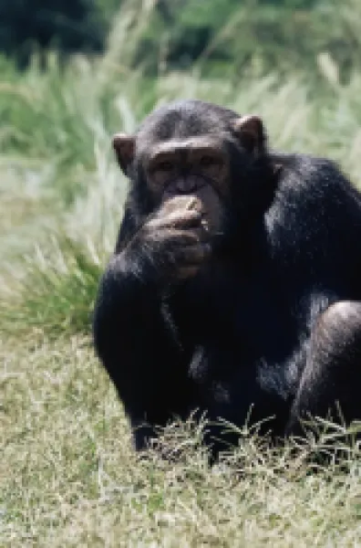 Buy Chimpanzee (Pan troglodytes) in captivity