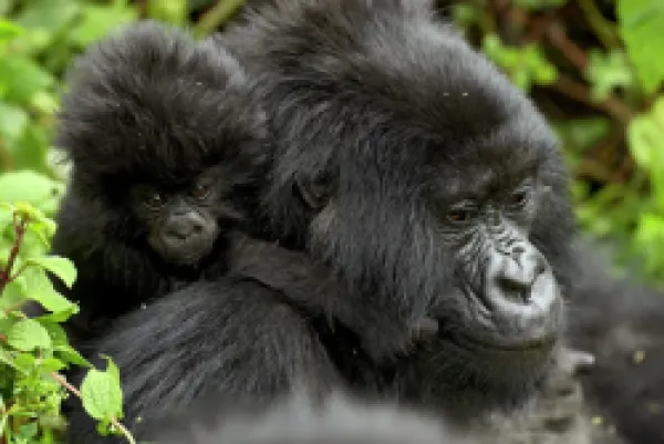Buy Infant mountain gorilla